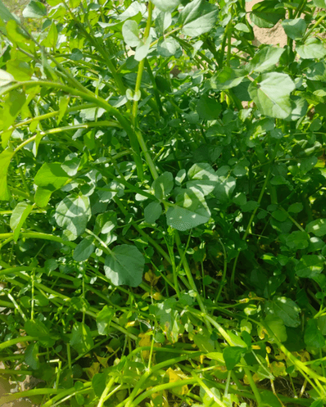 Watercress - 2