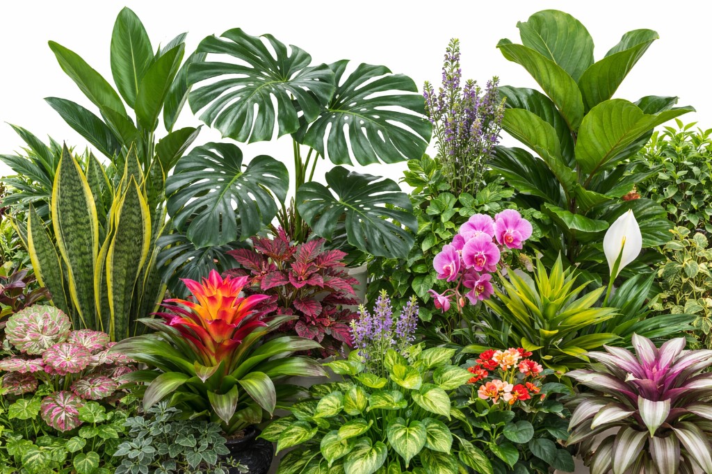 Anthaly app: identify plants and pests from photos